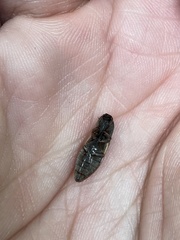 Stropenron hieroglyphica