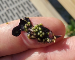 Solanum pseudogracile