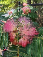 Albizia julibrissin