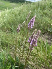 Oxytropis spicata