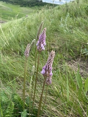 Oxytropis spicata