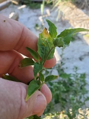 Solanum pseudogracile