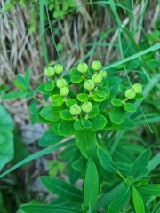 Euphorbia austriaca