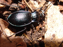 Carabus catenulatus