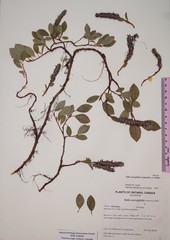 Salix arctophila