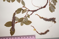 Salix arctophila