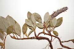 Salix arctophila
