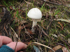 Amanita ananiceps