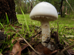 Amanita ananiceps