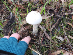 Amanita ananiceps