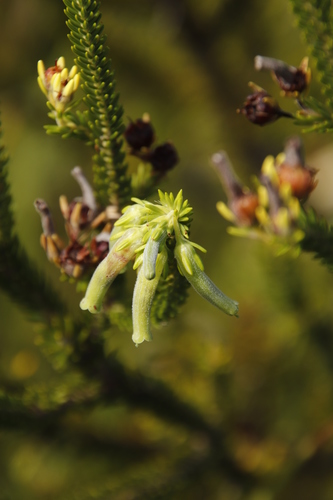 Image of Erica brachialis by (c) Tony Rebelo, some rights reserved (CC BY-SA)