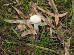 Amanita ananiceps