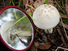 Amanita ananiceps