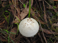 Amanita ananiceps