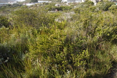 Erica brachialis