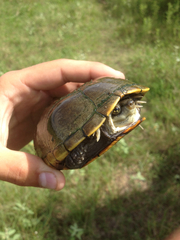 Kinosternon flavescens