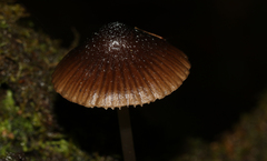 Mycena nargan