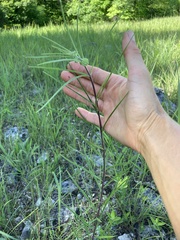 Asclepias stenophylla