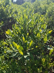 Myrica
