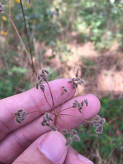 Torilis arvensis