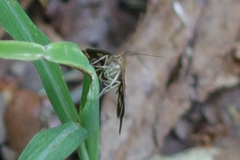 Pyrausta homonymalis