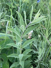 Salvia azurea