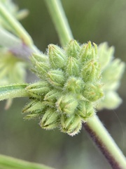 Asclepias stenophylla