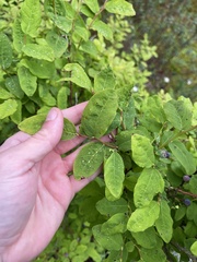 Vaccinium alaskaense