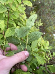 Vaccinium alaskaense