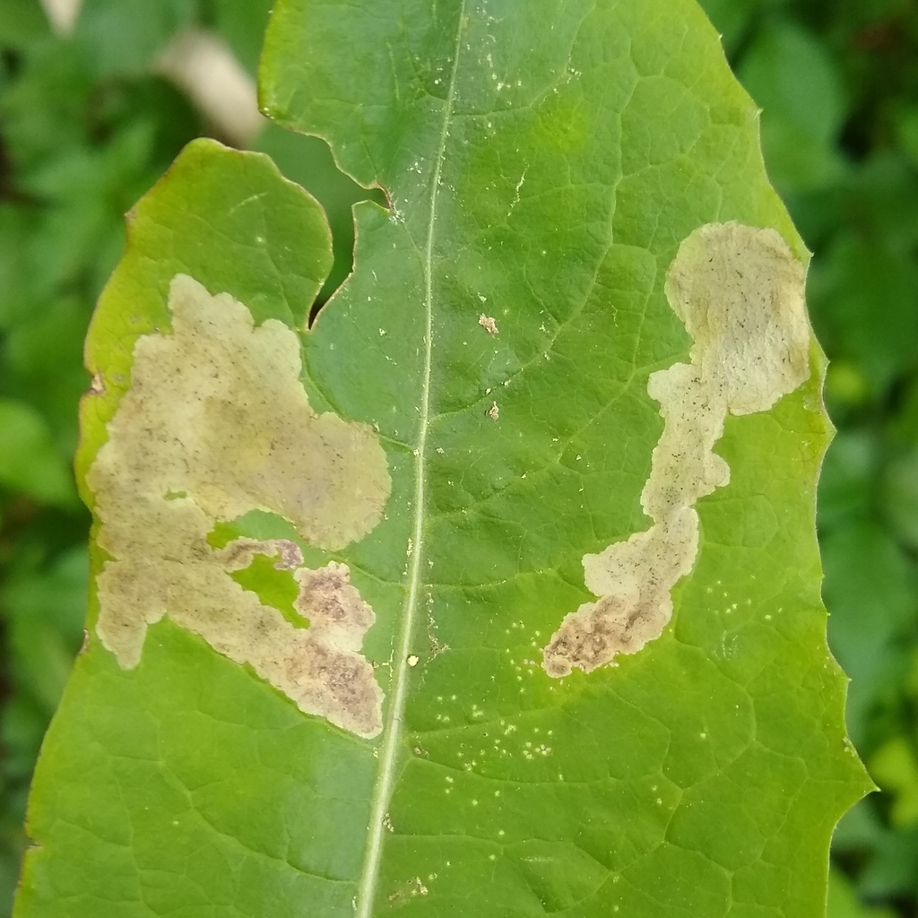 Liriomyza taraxaci