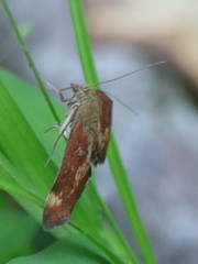 Pyrausta homonymalis