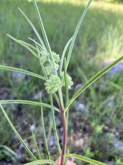 Asclepias stenophylla