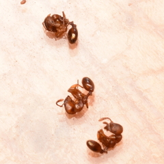 Stenamma punctatoventre