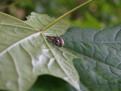 Sciaphobus squalidus