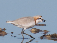 Charadrius pallidus pallidus