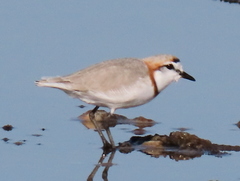 Charadrius pallidus pallidus