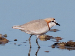 Charadrius pallidus pallidus