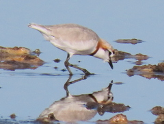Charadrius pallidus pallidus