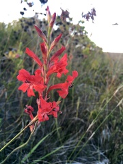 Tritoniopsis pulchra