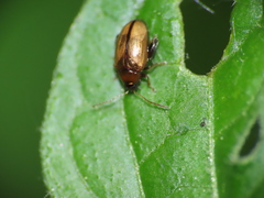 Psylliodes affinis