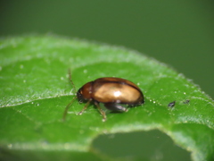 Psylliodes affinis