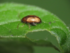 Psylliodes affinis