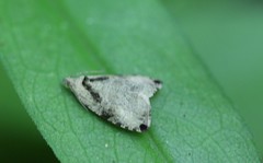 Olethreutes exoletum