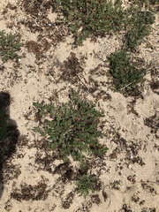 Erodium lebelii