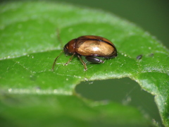 Psylliodes affinis