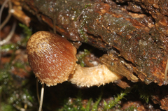 Psathyrella echinata