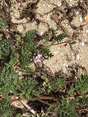 Erodium lebelii