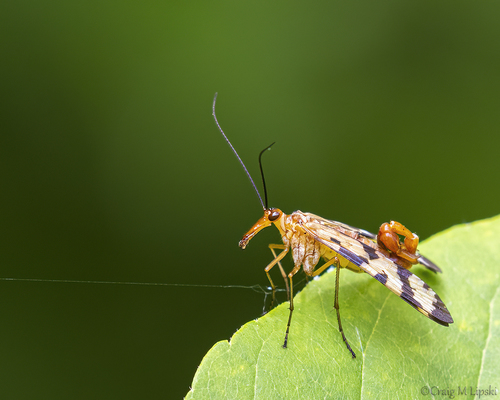 Marvellous Scorpionfly