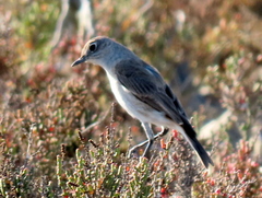 Emarginata sinuata sinuata