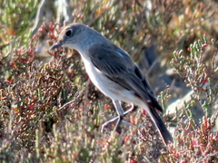 Emarginata sinuata sinuata
